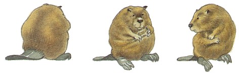 Бобер чистит свою шерсть